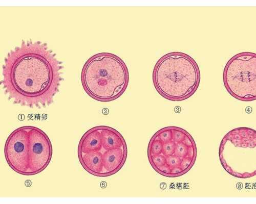 西安有代孕的医院吗,科普|试管婴儿取卵后什么时候可以安排移植手术?_西安供