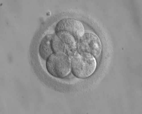 西安代怀生子助孕机构,2025西安助孕机构