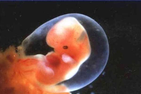 哪里供卵选性别_私立供卵_试管婴儿做了之后，几天就可以验孕了呢？